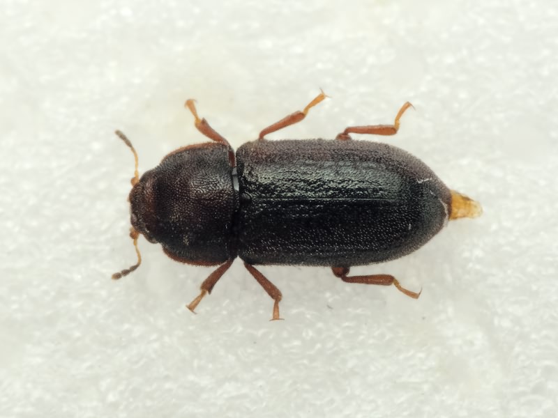 Cis rugulosus Mellié, 1848